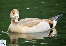 Junge Nilgans (Egyptian Goose, Alopochen aegyptiaca)