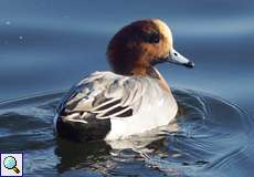 Männliche Pfeifente (Eurasian Wigeons, Mareca penelope)