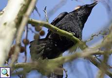 Rabenkrähe (Carrion Crow, Corvus corone)