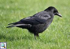 Rabenkrähe (Carrion Crow, Corvus corone)