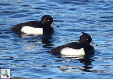 Männliche Reiherenten (Tufted Duck, Aythya fuligula)