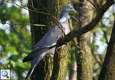 Ringeltaube (Wood Pigeon, Columba palumbus)