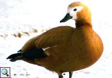 Weibliche Rostgans (Ruddy Shelduck, Tadorna ferruginea)