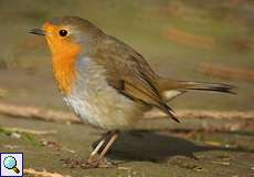 Rotkehlchen (European Robin, Erithacus rubecula)