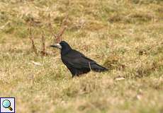 Saatkrähe (Rook, Corvus frugilegus)