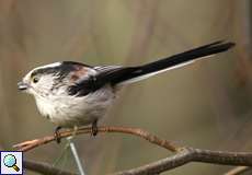 Schwanzmeise (Long-tailed Tit, Aegithalos caudatus)