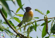 Männliches Schwarzkehlchen (European Stonechat, Saxicola rubicola)