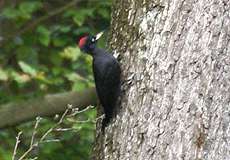 Schwarzspecht (Black Woodpecker, Dryocopus martius)