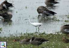 Seidenreiher (Little Egret, Egretta garzetta)