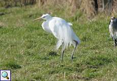 Silberreiher (Great Egret, Ardea alba)