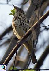 Singdrossel (Song Thrush, Turdus philomelos)