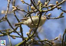 Sommergoldhähnchen (Common Firecrest, Regulus ignicapilla)