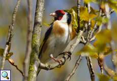 Stieglitz (Eurasian Goldfinch, Carduelis carduelis)