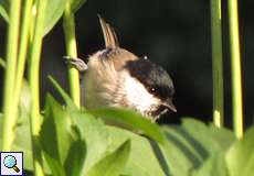 Sumpfmeise (Marsh Tit, Poecile palustris)