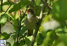 Sumpfrohrsänger (Marsh Warbler, Acrocephalus palustris)