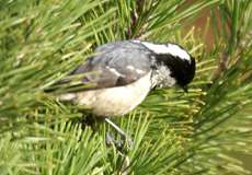 Tannenmeise (Coal Tit, Periparus ater, früher Parus ater)