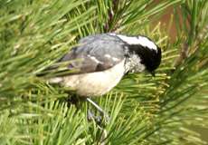 Tannenmeise (Coal Tit, Periparus ater, früher Parus ater)