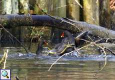 Zwei kämpfende Teichhuhn-Weibchen (Common Moorhen, Gallinula chloropus)