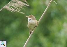 Teichrohrsänger (Eurasian Reed Warbler, Acrocephalus scirpaceus)