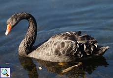 Trauerschwan (Black Swan, Cygnus atratus)