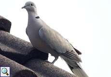 Türkentaube (Collared Dove, Streptopelia decaocto)