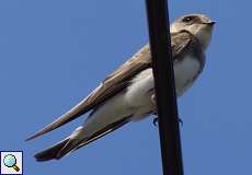 Uferschwalbe (Sand Martin, Riparia riparia)