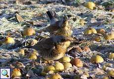 Wacholderdrossel (Fieldfare, Turdus pilaris)