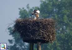 Weißstorch (White Stork, Ciconia ciconia)