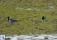 Weißwangengans (Barnacle Goose, Branta leucopsis)