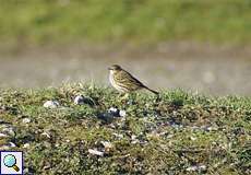 Wiesenpieper (Meadow Pipit, Anthus pratensis)