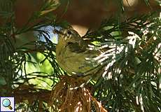 Wintergoldhähnchen (Goldcrest, Regulus regulus)