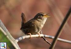 Zaunkönig (Eurasian Wren, Troglodytes troglodytes)