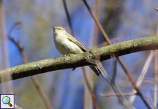 Zilpzalp (Chiffchaff, Phylloscopus collybita)