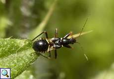 Nymphe der Ameisensichelwanze (Himacerus mirmicoides)