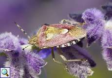 Beerenwanze (Hairy Shieldbug, Dolycoris baccarum)