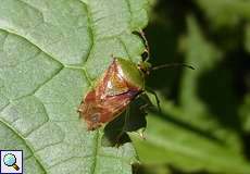 Bunte Blattwanze (Birch Shieldbug, Elasmostethus interstinctus)