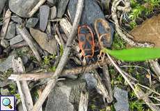 Feuerwanze (Fire Bug, Pyrrhocoris apterus)