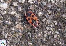 Feuerwanze (Fire Bug, Pyrrhocoris apterus)