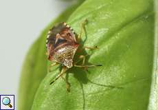 Fleckige Brutwanze (Parent Bug, Elasmucha grisea)