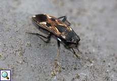 Gemeine Bodenwanze (Dirt-Colored Seed Bug, Rhyparochromus vulgaris)