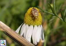 Gemeine Wiesenwanze (Lygus pratensis)