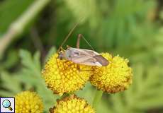 Gemeine Zierwanze (Alfalfa Plant Bug, Adelphocoris lineolatus)