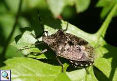 Graue Gartenwanze (Mottled Shieldbug, Rhaphigaster nebulosa)