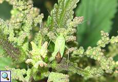 Grüne Distelwanze (Grass Bug, Calocoris affinis)