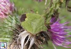 Grüne Stinkwanze (Green Shieldbug, Palomena prasina), Altier mit grüner Sommerfärbung