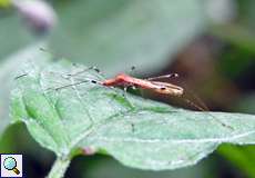 Hexenkraut-Wanze (Stilt Bug, Metatropis rufescens)