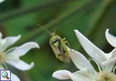 Orthops campestris