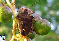 Rotbeinige Baumwanze (Red-legged Shieldbug, Pentatoma rufipes)