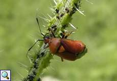 Rote Weichwanze (Red-spotted Plant Bug, Deraeocoris ruber)