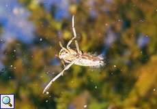 Gemeiner Rückenschwimmer (Common Backswimmer, Notonecta glauca)